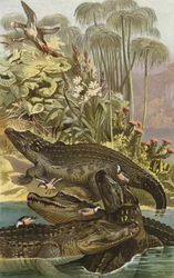 Nile Crocodile